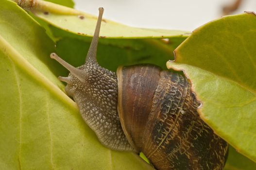 snail taking a slow walk on green leaf