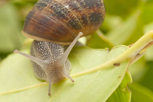 snail taking a slow walk on green leaf