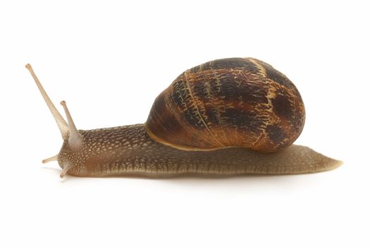a snail walking, asylee on white background