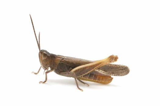 wild grasshopper isolated on white background