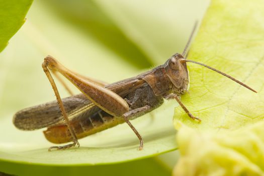 grasshopper in a garden, on green leaf