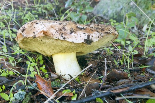 closeup of a seasonal mushrooms in the forest