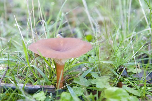 closeup of a seasonal mushrooms in the forest