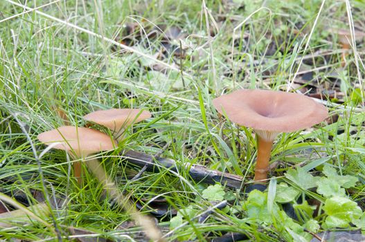 closeup of a seasonal mushrooms in the forest