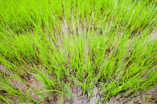 Young rice sprout growing in the rice field