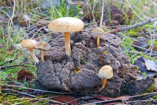 closeup of a seasonal mushrooms in the forest