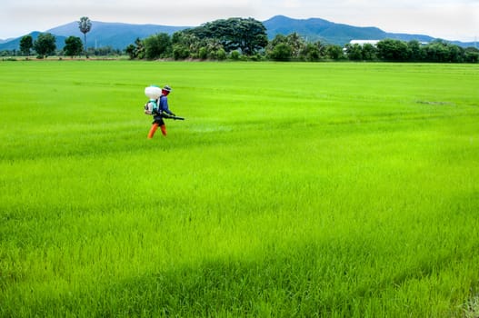 farmer spray insecticide in rice field