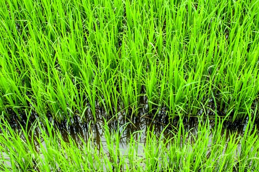 Young rice sprout growing in the rice field