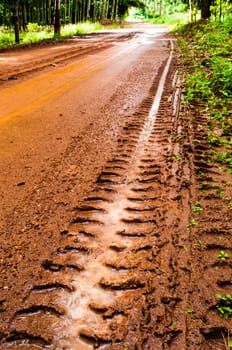 Mud Road trough rubber plantation after rain