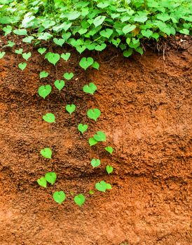 green heart leaf and underground red gravel beneath