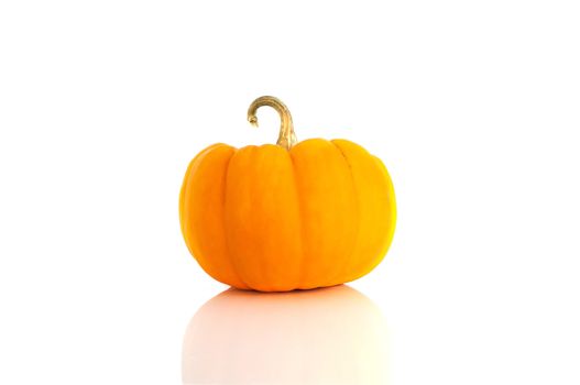 Studio shot of a nice ornamental pumpkin on pure white background