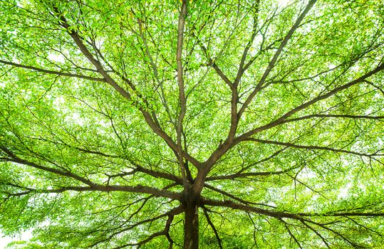 picture under the tree with spread branch and green leaves