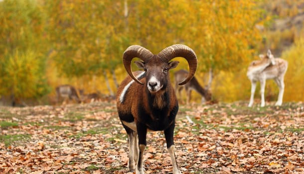 big moufflon ram looking at the camera