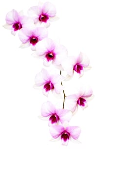 Orchid isolated on white background with clipping path