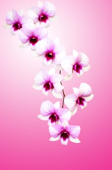 Orchid on pink background with clipping path