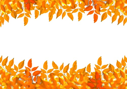 Autumn leaves on white background