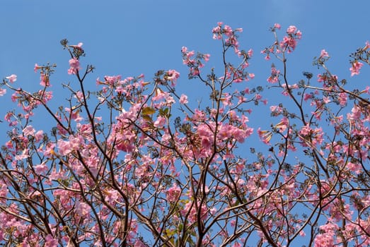 Tebebuia Flower(Pink trumpet) blooming in Spring season 