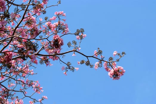 Tebebuia Flower(Pink trumpet) blooming in Spring season 