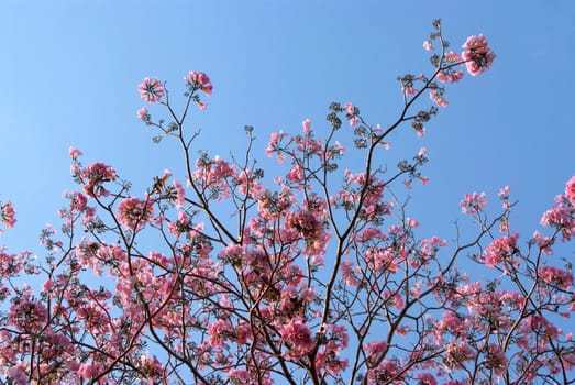 Tebebuia Flower(Pink trumpet) blooming in Spring season 