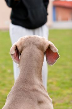 The back of a dogs head while waiting for a frisbee to be thrown.