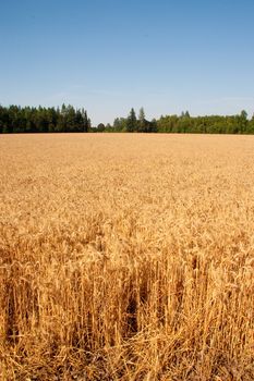 Vertical shot of a wheat field landscape with trees, sky, and room for text or copy space.