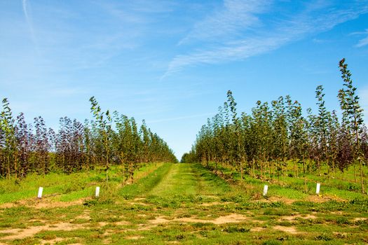 Rows of trees are stacked and lined up for growth at a tree farm nursery.