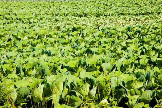 A field of crops in Oregon.