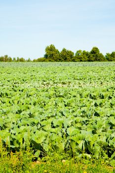 Lettuce is farmed in a large field in rural Oregon.