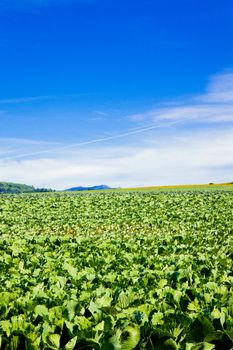 Lettuce and spinach farming in rural oregon in an agricultural growth field.