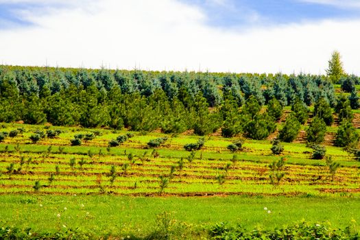 Trees are grown outdoors in rows and plots at a tree farm nursery.