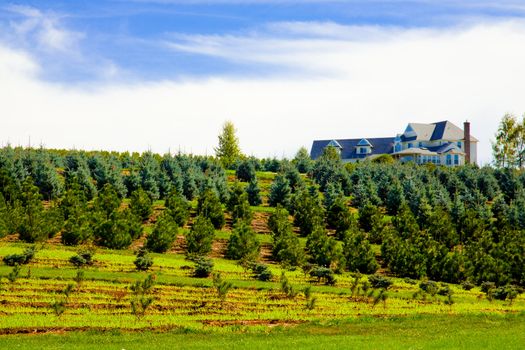 A large house overlooks a beautiful tree farm in rural Oregon.