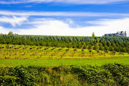 A tree farm ranch with an overlooking beautiful home.