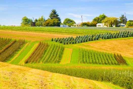 Plots of land are used to grow trees in an orderly fashion.