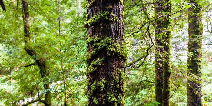 Triplet Falls, Otway Ranges, Australia, amid lush green ferns in a temperate rainforest