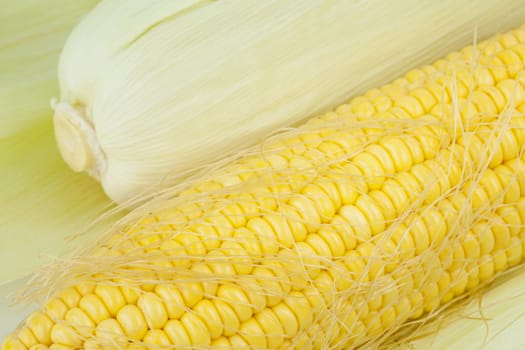 Fresh corn cobs