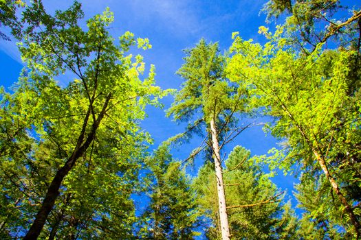 Tall trees rise above the camera in this outdoor setting in Oregon.