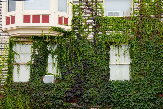 A building covered in ivy and vegetation.