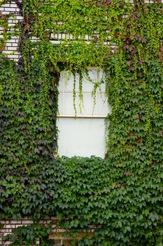 Ivy covers a building and a window in downtown portland oregon.