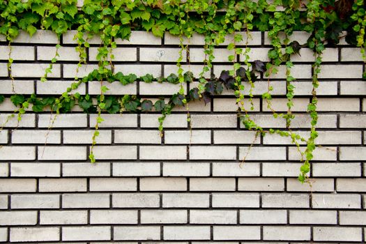 Ivy creeps down a brick wall to create a unique and interesting texture background image perfect for a layout or use with text.