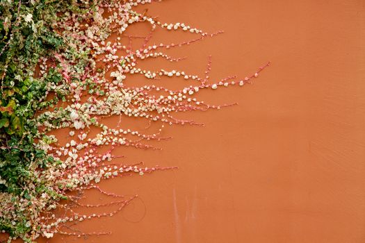 A plant grows horizontal on a terracotta colored building.