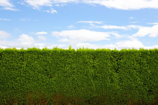 A green hedge and blue sky with clouds forms a unique and interesting abstract image that is very simple and perfect for design usage such as background image or room for text and copy space.