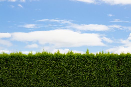 A green hedge and blue sky with clouds forms a unique and interesting abstract image that is very simple and perfect for design usage such as background image or room for text and copy space.