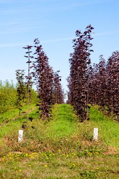 Trees are grown in rows in a rural tree farm.