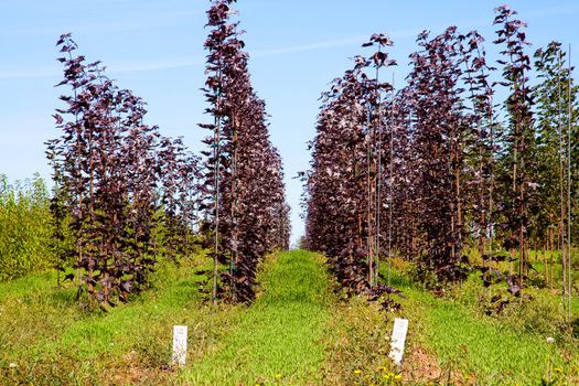 Trees grown in lines at a farm in Oregon.