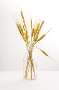 wheat in glass bottle  on  white background