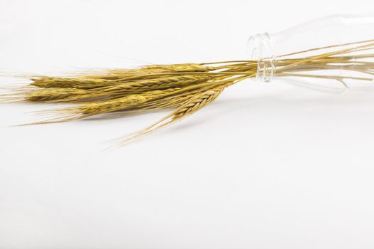 wheat and glass bottle on white background