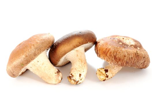 Mushrooms on a white background