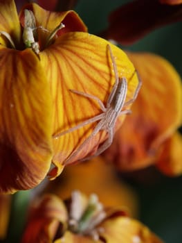 Spider on orange flower petals