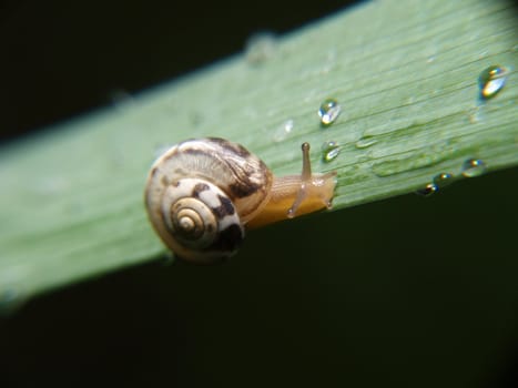 Snail moving upwards on a leaf