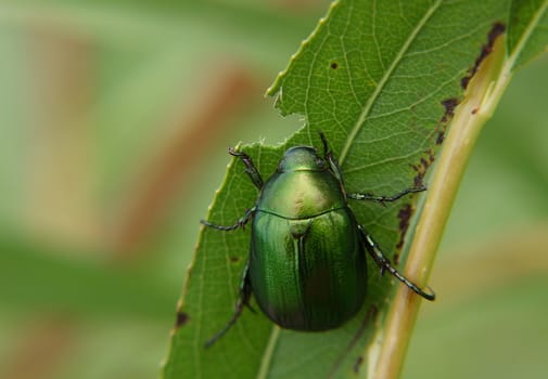 Green bug eating leaf